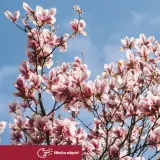 Kiedy kwitnie magnolia, jej różowe kwiaty rozkwitają na tle błękitnego nieba, zapowiadając wiosnę.