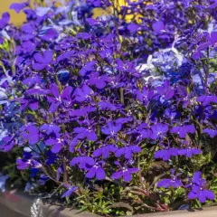 Kaskada fioletowych i niebieskich lobelii w donicy. Wiosną przygotowujemy je do kwitnienia, a jesienią zastanawiamy się nad ich lobelia zimowanie.
