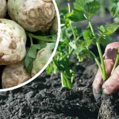 Rozsada selera kiedy do gruntu: uniknij błędów w sadzeniu