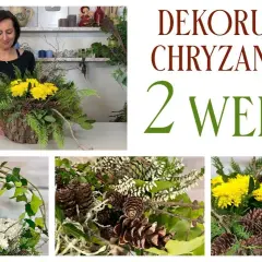 Jak udekorować chryzantemę w doniczce, by zachwycała każdego dnia