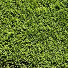 Co zamiast tui w ogrodzie? Oto najlepsze rośliny do wyboru