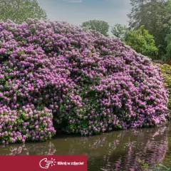 Ogromny rododendron kiedy kwitnie, tworzy fioletową chmurę nad wodą.