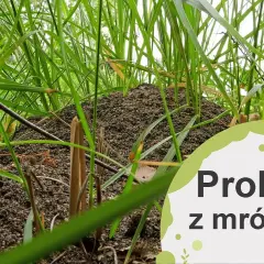 Skuteczne sposoby na to, czym odstraszyć mrówki w ogrodzie