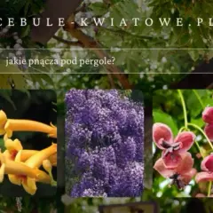 Jakie pnącza na pergole wybrać, aby cieszyć się pięknym ogrodem?