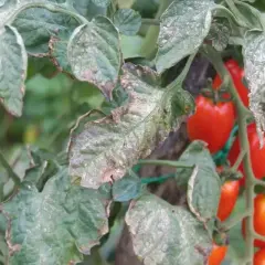 Liście pomidorów pokryte białym nalotem i brunatna plamistość liści pomidora. W tle dojrzewające pomidory.