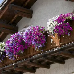 Balkon ozdobiony bujnymi kwiatami letnimi w odcieniach fioletu, różu i bieli.