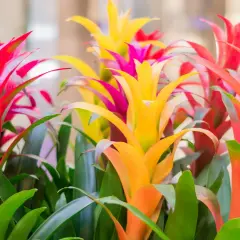 Kolorowe kwiaty bromeliady, jak długo kwitnie? Te egzotyczne piękności zachwycają intensywnymi barwami przez wiele tygodni, dodając życia każdemu wnętrzu.