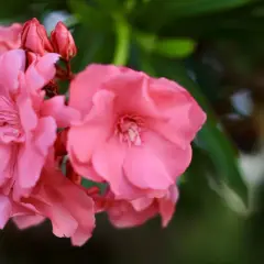 Jak długo kwitnie oleander? Odkryj sekrety jego długiego kwitnienia