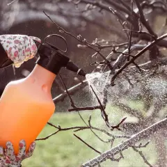 Ręka w rękawiczce pryska z opryskiwacza na nagie gałęzie drzewa. To idealny moment, by opryskać miedzianem drzewa owocowe i ozdobne.