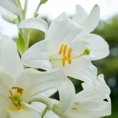 Piękne białe lilie odmiany, z żółtymi pręcikami, kwitną na tle zieleni.