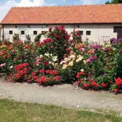 Kwiatowy raj: bujne krzewy róż multiflora w odcieniach czerwieni, różu, żółci i fioletu kwitną przed budynkiem z czerwoną dachówką.