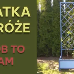 Jak zrobić pergolę na róże – krok po kroku, aby uniknąć błędów