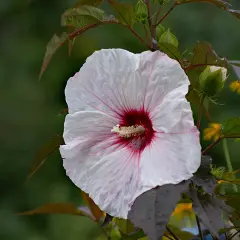 Piękny, biały hibiskus bagienny z bordowym środkiem, z kroplami deszczu. Uprawa tej rośliny jest satysfakcjonująca.