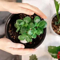 Dłonie obejmują doniczkę z zielonym kalanchoe po przekwitnięciu. Roślina ma soczyste liście pokryte kropelkami wody.