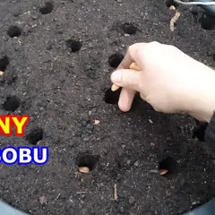 Jak siać bób do gruntu, aby uniknąć najczęstszych błędów?