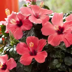 Piękne, różowe kwiaty hibiskusa kwitnące w domu. Ich uprawa w domu jest prosta i daje wspaniałe efekty.