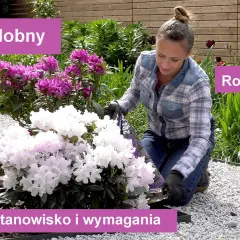 Rododendron w donicy kiedy sadzić – uniknij błędów przy przesadzaniu