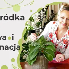 Jak kwitnie żyworódka i jak uniknąć problemów z jej kwitnieniem