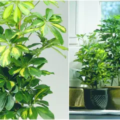 Schefflera variegata, popularne kwiaty doniczkowe, zielone liściaste rośliny o żółtych przebarwieniach.