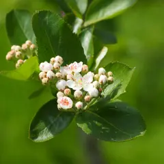Jak kwitnie aronia? Czas i piękno kwiatów aronii w ogrodzie