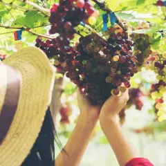 Jak przycinać winogron latem, aby uzyskać słodsze owoce i lepsze plony