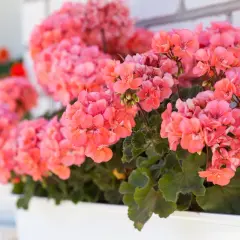 Kaskada różowych kwiatów geranium w białej skrzynce, tworząca barwną ozdobę.
