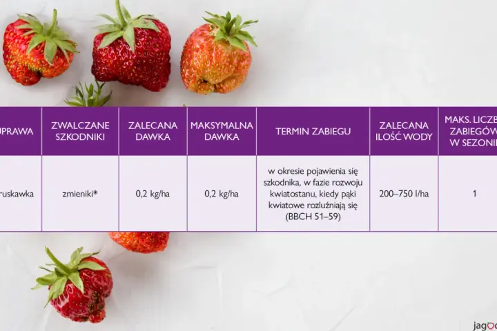Oprysk na truskawki przeciw zmienikom: zalecana dawka 0,2 kg/ha, termin zabiegu w fazie rozwoju kwiatostanu.