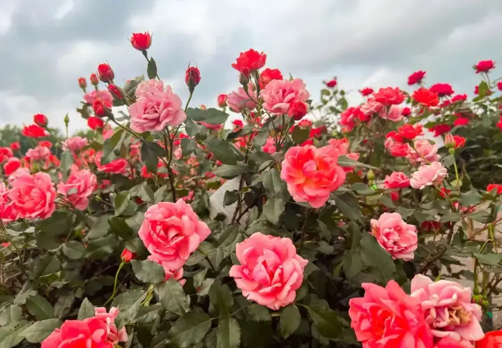 Kiedy kwitną róże, ogród rozkwita feerią barw. Krzewy uginają się pod ciężarem pąków i pełnych kwiatów w odcieniach różu i czerwieni.