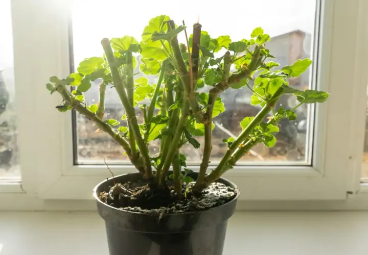 Pelargonie na parapecie, gotowe do przezimowania. Grube łodygi i młode listki czekają na wiosnę.