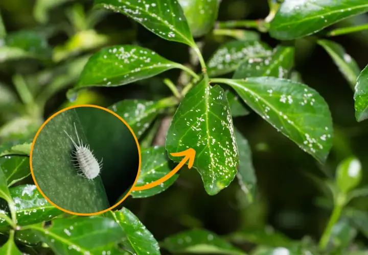Małe, białe owady na zielonych liściach magnolii, wskazujące na choroby roślin.