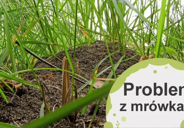 Skuteczne sposoby na to, czym odstraszyć mrówki w ogrodzie