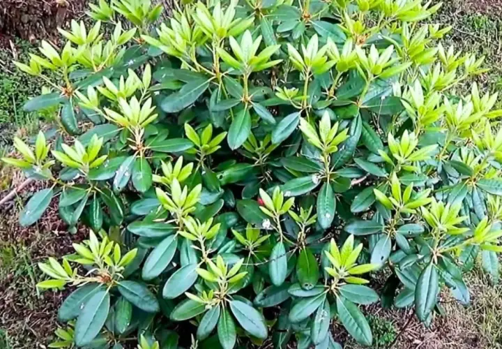 Gęsty rododendron z licznymi zielonymi liśćmi, ale bez kwiatów. Zastanawiasz się, dlaczego rododendron nie kwitnie?