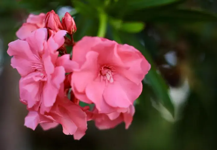 Jak długo kwitnie oleander? Odkryj sekrety jego długiego kwitnienia