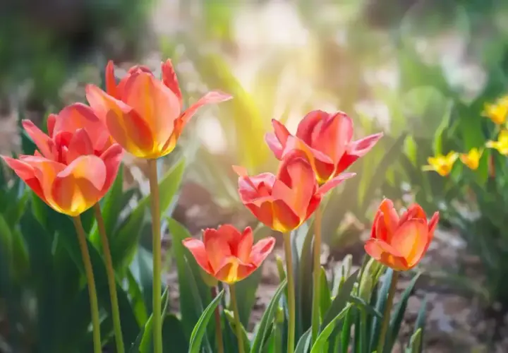 Piękne, pomarańczowo-czerwone tulipany rozkwitają w słońcu. Wiosna w pełni, kiedy kwitną tulipany.