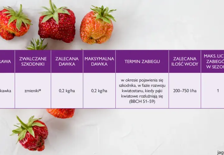 Oprysk na truskawki przeciw zmienikom: zalecana dawka 0,2 kg/ha, termin zabiegu w fazie rozwoju kwiatostanu.