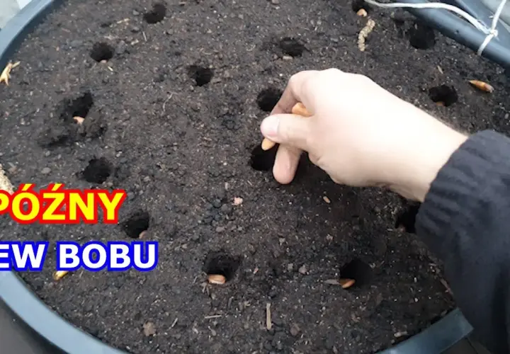Jak siać bób do gruntu, aby uniknąć najczęstszych błędów?