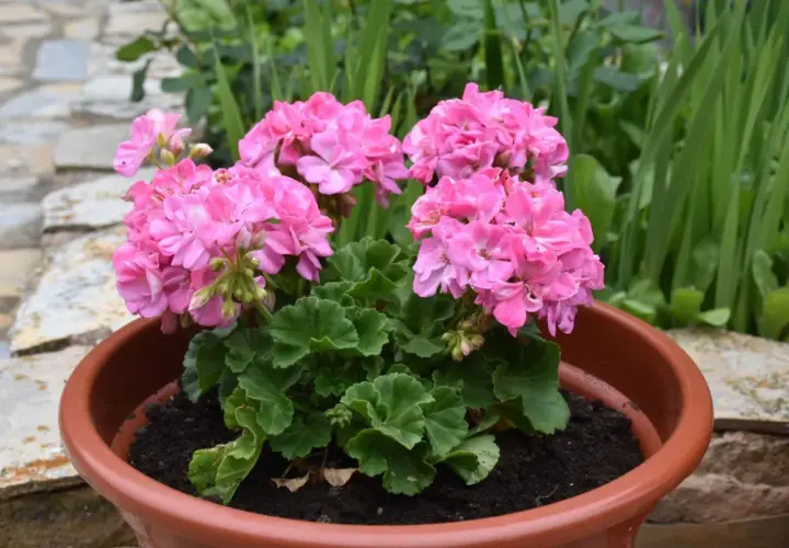 Piękne, różowe pelargonie w doniczce. Chcesz wiedzieć, jak pobudzić pelargonie do kwitnienia? Oto one, gotowe do zachwycania!