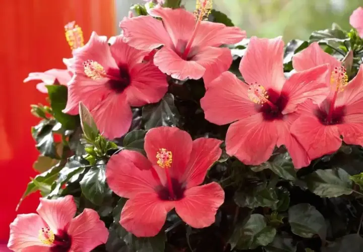 Piękne, różowe kwiaty hibiskusa kwitnące w domu. Ich uprawa w domu jest prosta i daje wspaniałe efekty.
