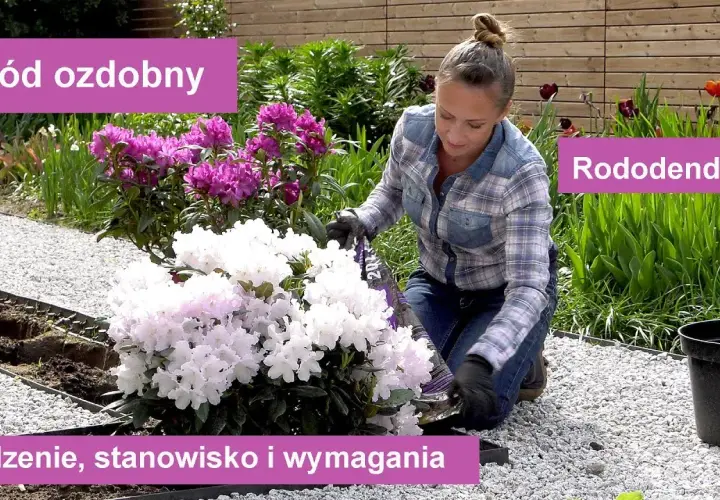 Rododendron w donicy kiedy sadzić – uniknij błędów przy przesadzaniu