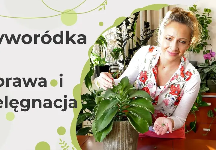 Jak kwitnie żyworódka i jak uniknąć problemów z jej kwitnieniem