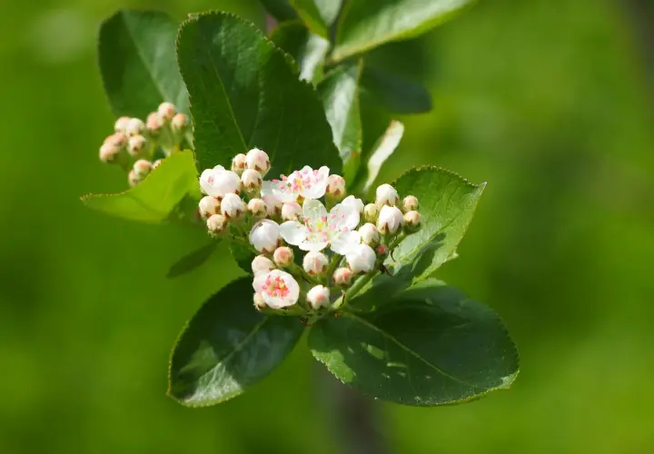 Jak kwitnie aronia? Czas i piękno kwiatów aronii w ogrodzie