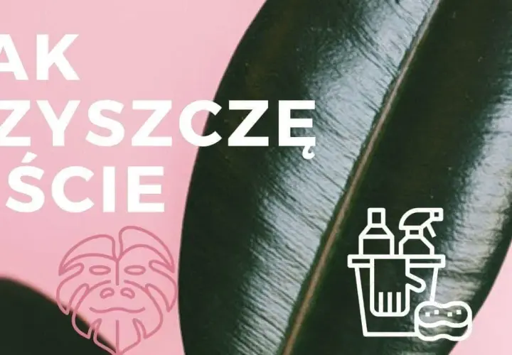 Czym myć liście kwiatów, aby uniknąć ich uszkodzenia i brudu?