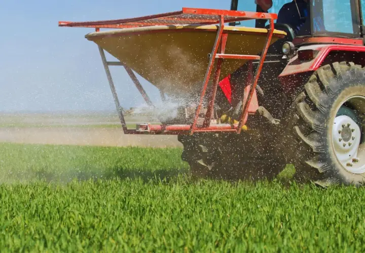 Czerwony traktor rozsiewa nawóz wapniowy na zielonym polu, dbając o zdrowie upraw.