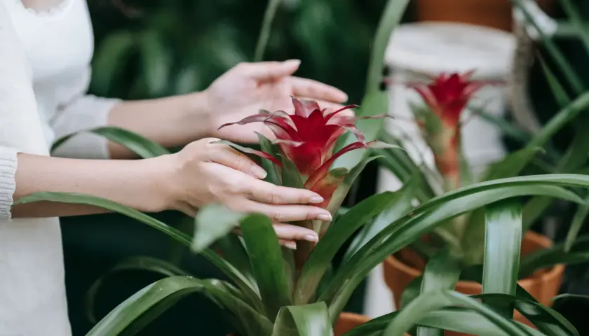 Dłonie delikatnie dotykają jaskrawoczerwonego kwiatu guzmania, otoczonego przez bujne, zielone liście.