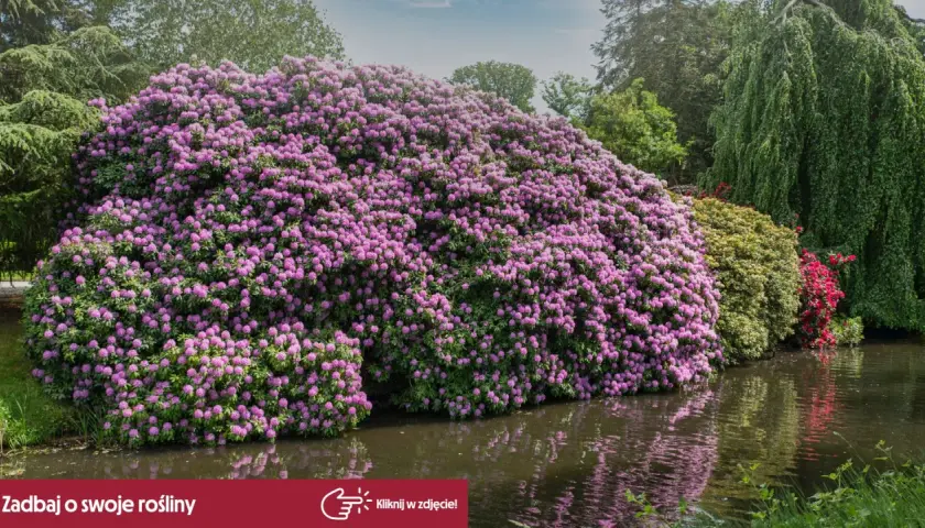 Ogromny rododendron kiedy kwitnie, tworzy fioletową chmurę nad wodą.