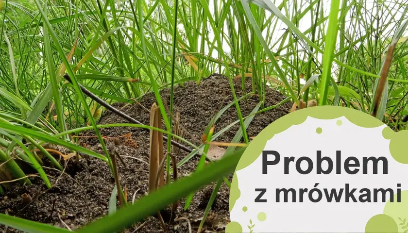 Skuteczne sposoby na to, czym odstraszyć mrówki w ogrodzie