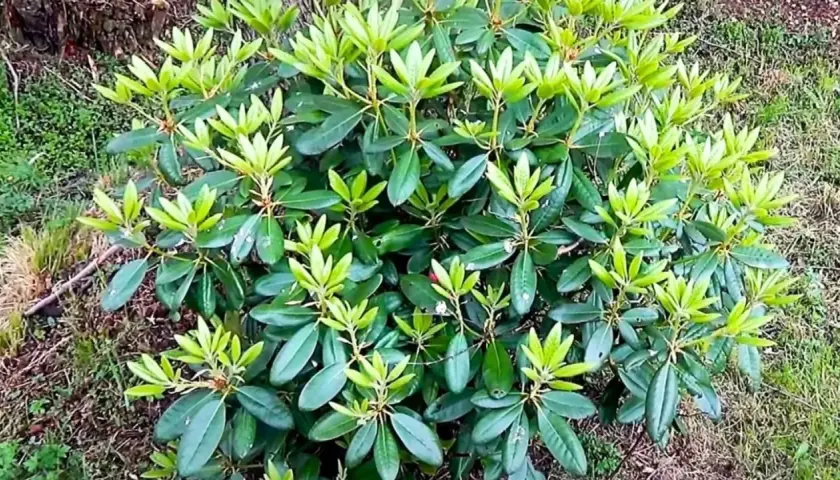 Gęsty rododendron z licznymi zielonymi liśćmi, ale bez kwiatów. Zastanawiasz się, dlaczego rododendron nie kwitnie?