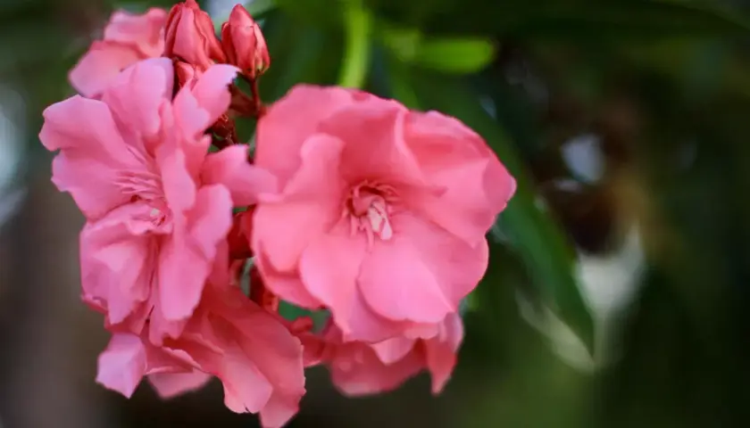Jak długo kwitnie oleander? Odkryj sekrety jego długiego kwitnienia