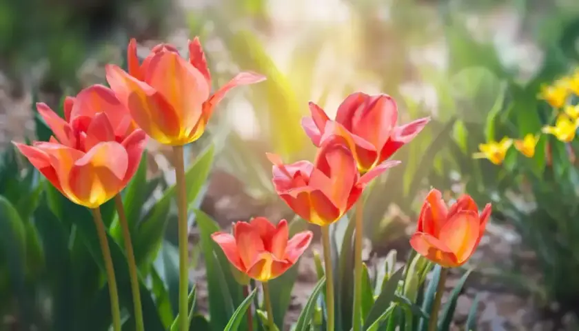 Piękne, pomarańczowo-czerwone tulipany rozkwitają w słońcu. Wiosna w pełni, kiedy kwitną tulipany.