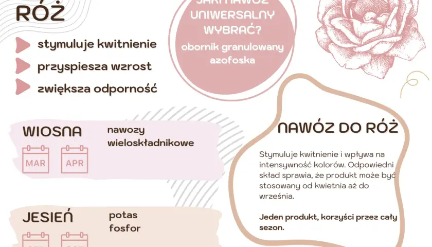 Kiedy nawozić róże? Wiosną nawozy wieloskładnikowe (marzec-kwiecień), jesienią potas i fosfor (wrzesień-październik). Nawóz do róż stymuluje kwitnienie.